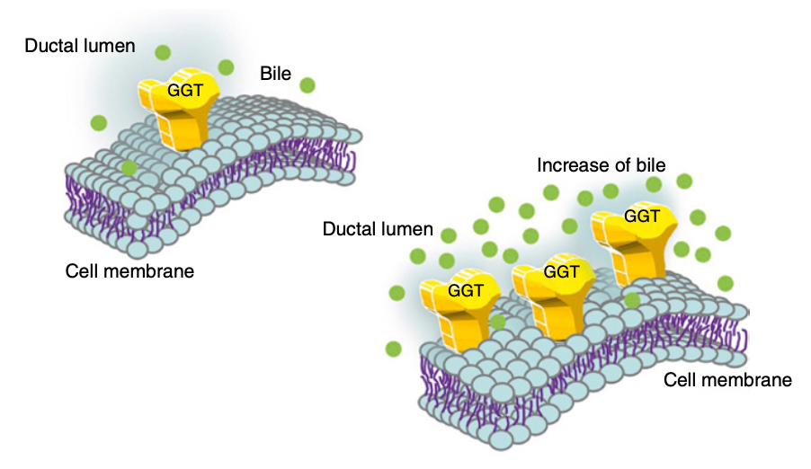 图 1.6 GGT 与 ALP 一样，位于细胞膜的外表面；许多情况，例如胆汁进入肝细胞毛细胆管表面的增加，都可以诱导该酶的增加。