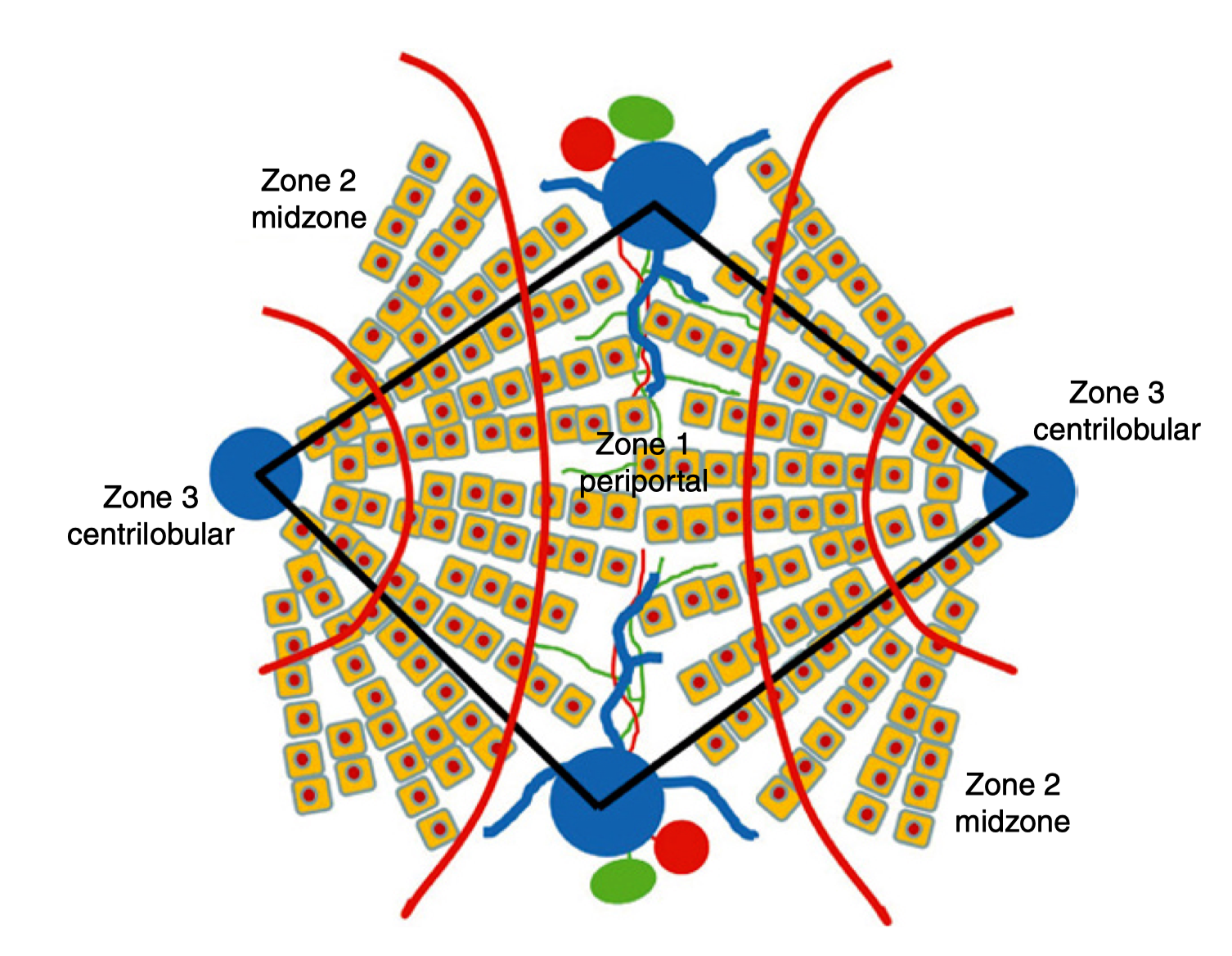 图 2.9 Rappaport 腺泡中功能区分布的示意图，细分为 1 区（汇管周围）、2 区（中间带）和 3 区（小叶中心）。